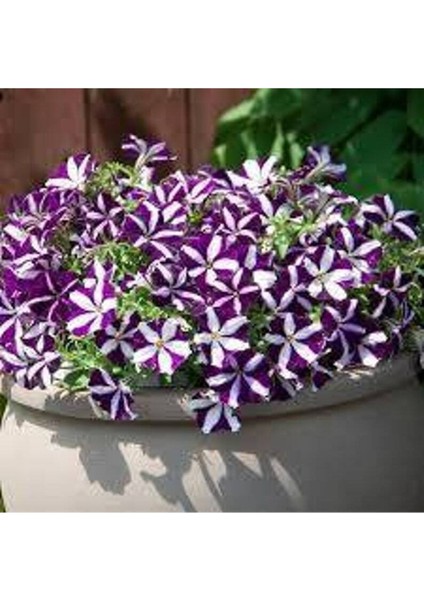 10 Adet Natural Trailing Petunia Purple Star Tohumu