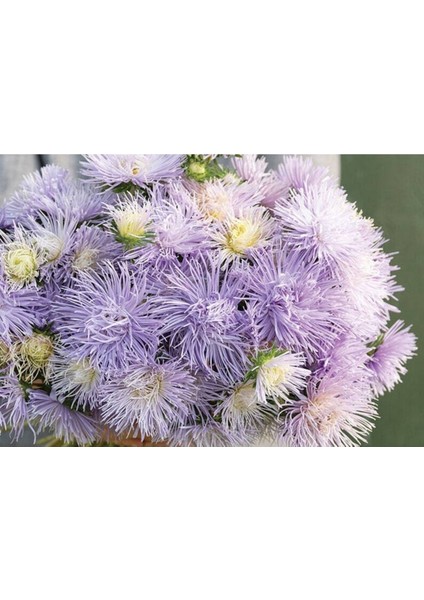 10 Adet Hazaster Hagan Light Blue Aster Tohumu