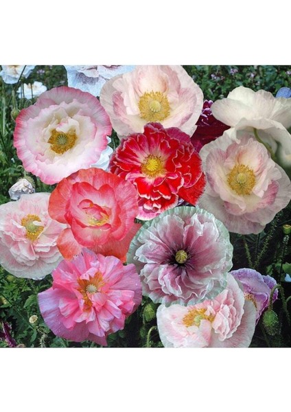 10 Adet Shirley Poppies Double Mixture Tohumu