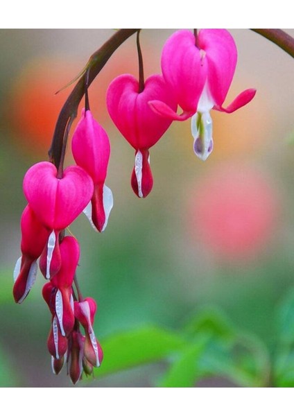 5 Adet Pink Bleeding Heart Tohumu