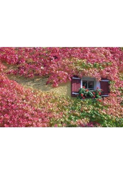 10 Adet Boston Ivy Tohumu