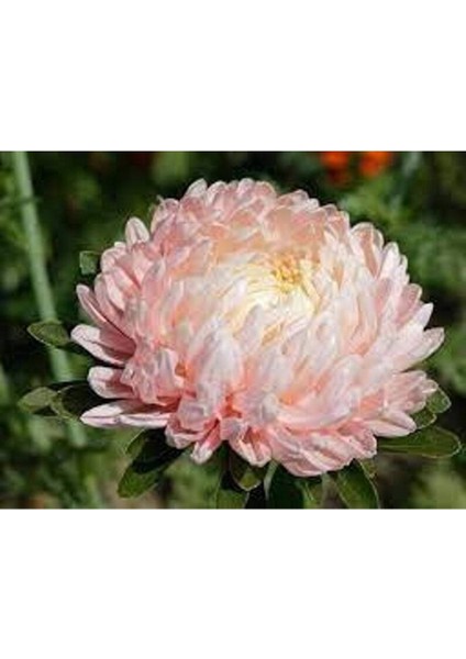 10 Adet Aster Yanina Tohumu