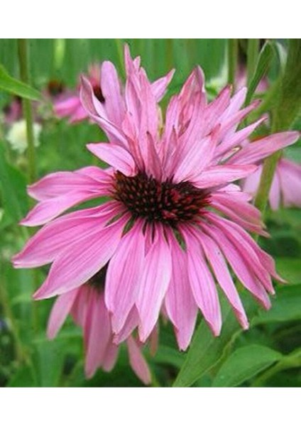10 Adet Double Decker Echinacea Tohumu