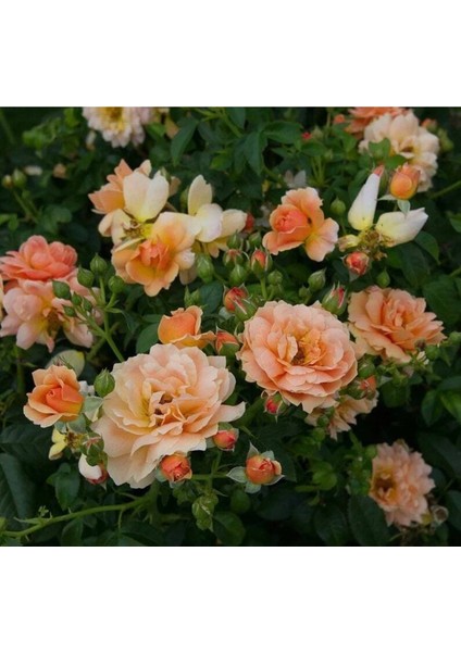 5 Adet Orange Rose Gül Tohumu