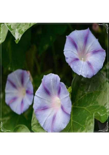 5 Adet Caprice Morning Glory Tohumu
