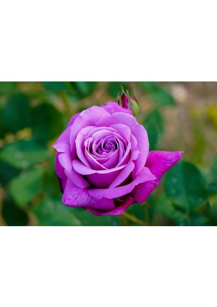 5 Adet Purple Rose, Rosa Setigera Tohumu