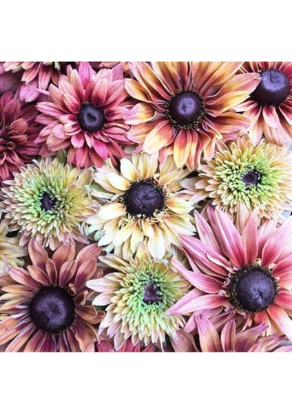 10 Adet Sahara Rubeckia Mix Tohumu