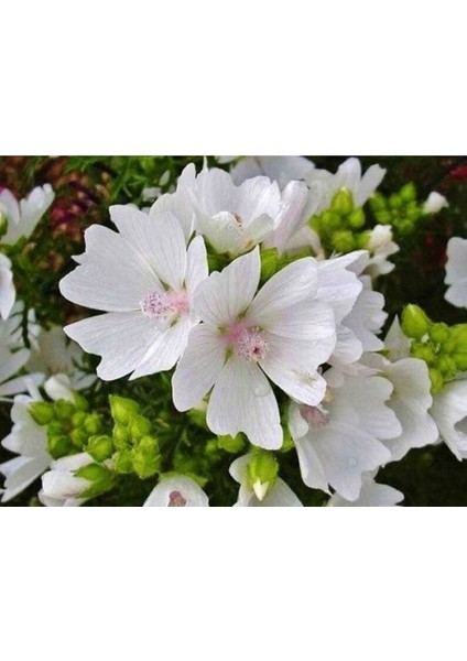 5 Adet Hollyhock (Malva Moschata White) Tohumu