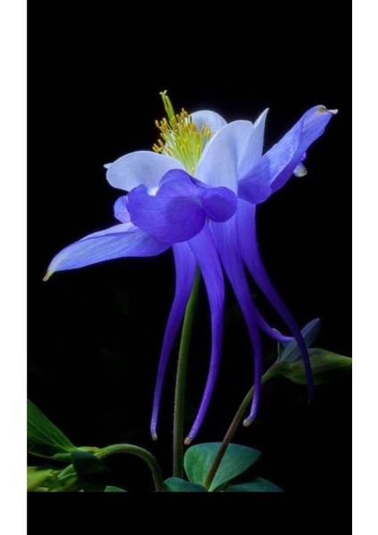 5 Adet Colorado Blue Columbine Tohumu