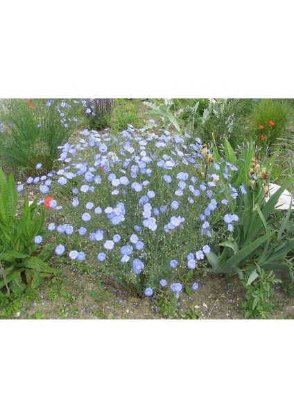 10 Adet Blue Flax (Prairie Flax / Lewis Blue Flax) Tohumu