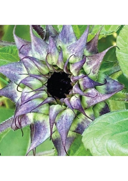 10 Adet Sunflower Sun-Fill Purple Tohumu