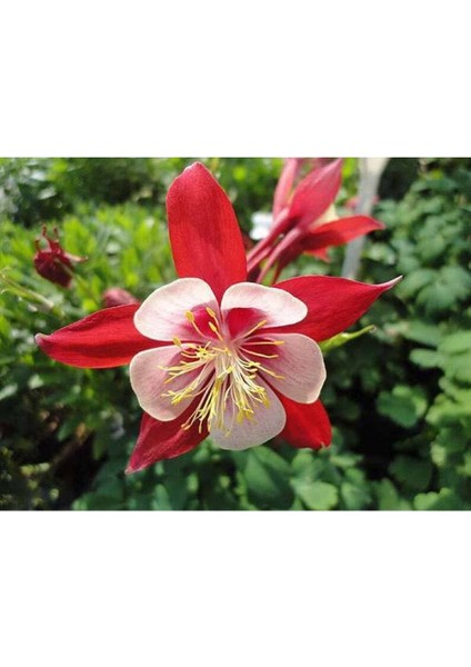 10 Adet Columbine Aquilegia Vulgaris Tohumu