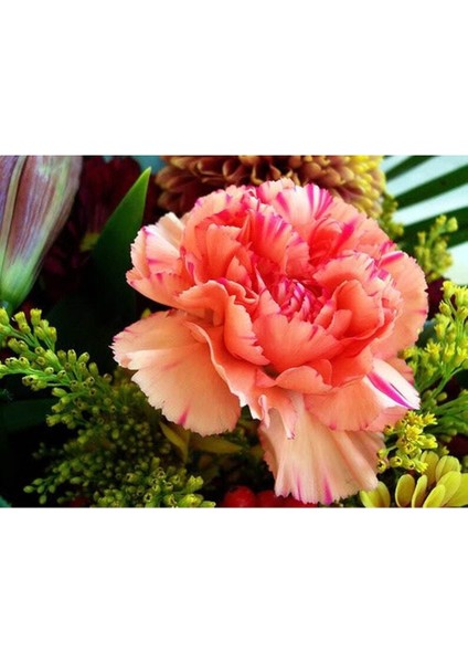 5 Adet Pınk Rose Carnatıon Tohumu