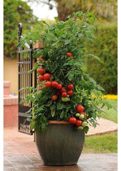 20 Adet Pot And Patio Domates Tohumu