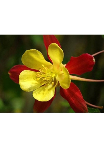 10 Adet Columbine Aquilegia Vulgaris Tohumu