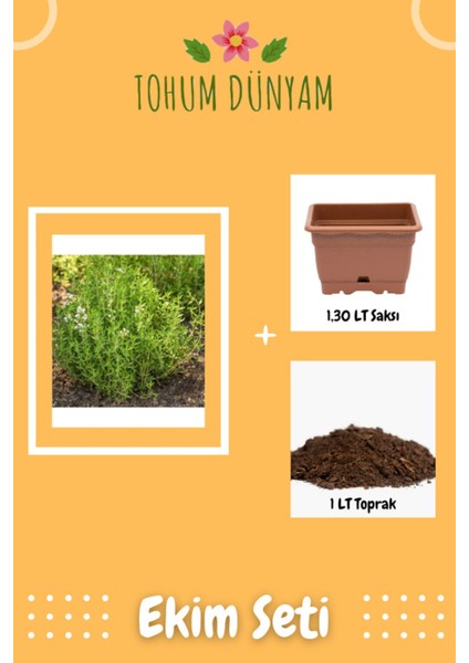 Organik Mis Kokulu Dağ Kekiği Tohumu Ekim Seti
