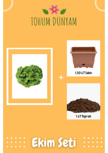 Şamba Kıvırcık Marul Tohumu Ekim Seti