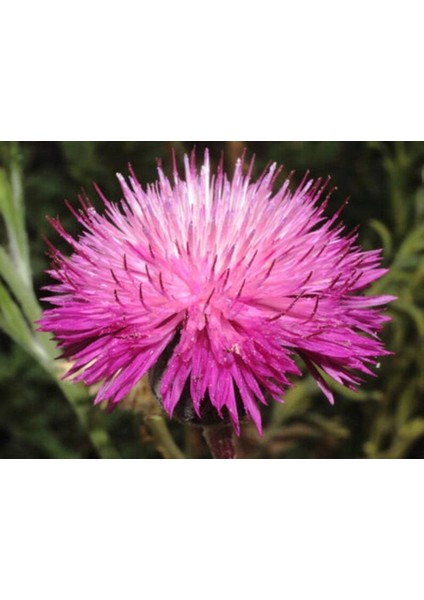 10 Adet Natural Centaurea Royal Pink Tohumu