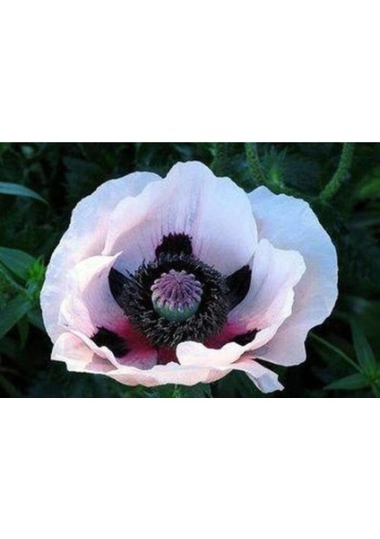 10 Adet Royal Wedding Poppy Tohumu