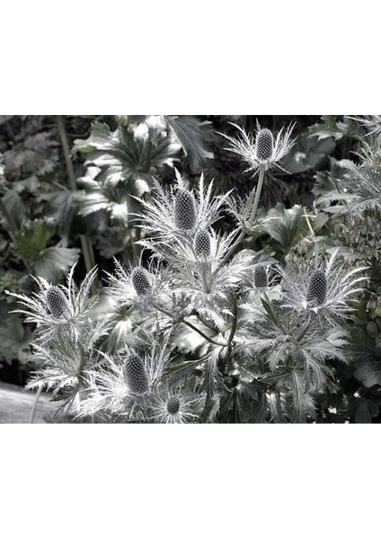 10 Adet Giant Silver Ghost Sea Holly Tohumu