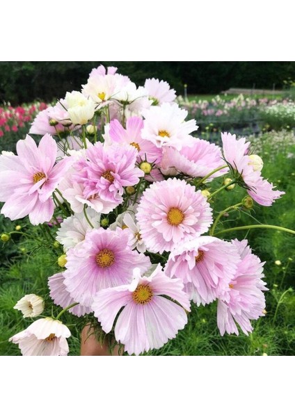 5 Adet Novelty Cupcake Blush Cosmos Tohumu