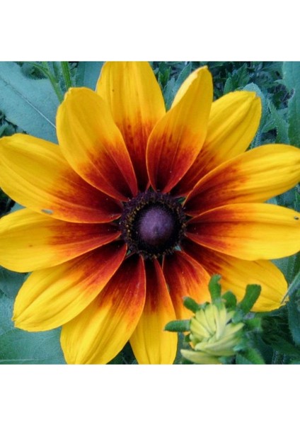 20 Adet Indian Summer Glorıosa Daısy Tohumu