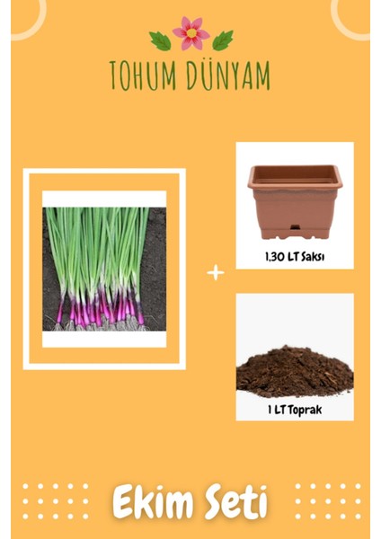 Apache Yeşil Soğan Tohumu Ekim Seti