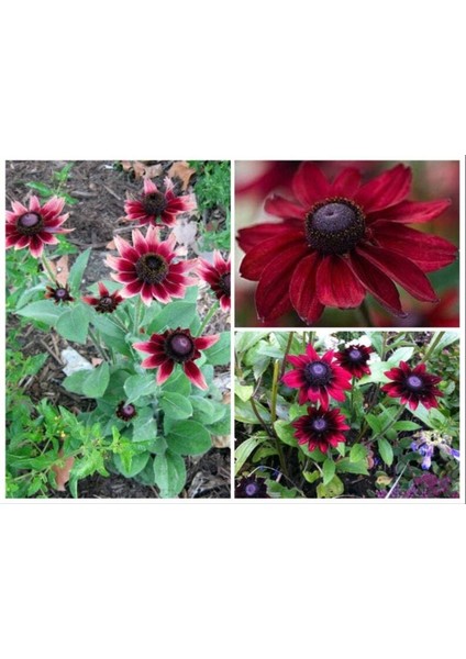 10 Adet Red Black Eyed Susan Tohumu
