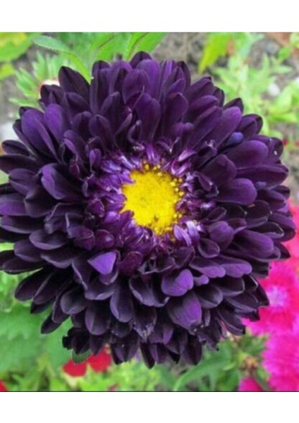 10 Adet Aster Valkyrija Purple Yellow Tohumu