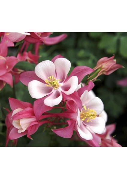 5 Adet Rose Star Columbine Tohumu