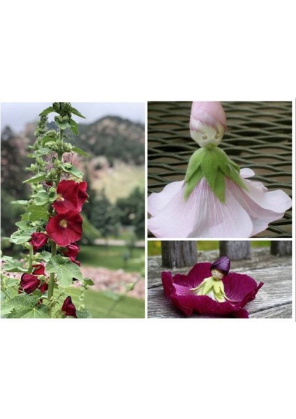 5 Adet Mixed Color Hollyhock Tohumu
