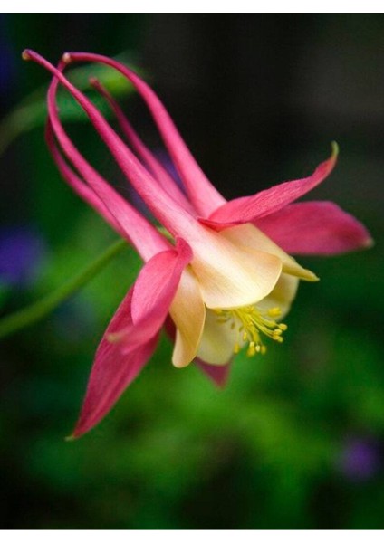 5 Adet Native Wild Columbine Tohumu
