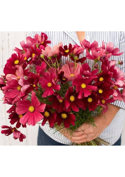 10 Adet Rubenza Cosmos Tohumu