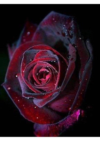 5 Adet Red And Black Rose Gül Tohumu