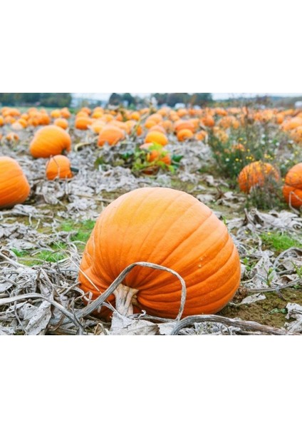 5 Adet Giant Pumpkin - Bambino Bal Kabağı Tohumu