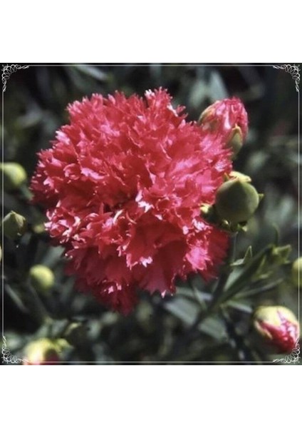 10 Adet Chabaud Pure Rose Carnation Tohumu