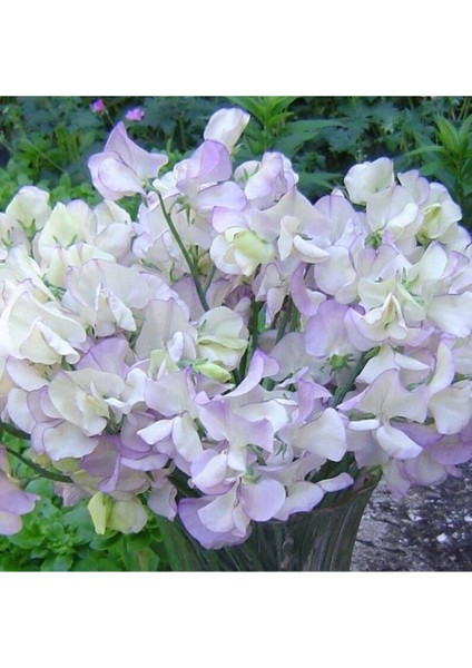 10 Adet Organic Sweet Pea High Scent Tohumu