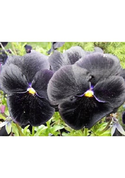 10 Adet Black Pansy Tohumu