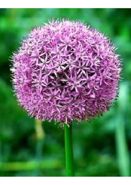 20 Adet Purple Gıant Allıum Tohumu