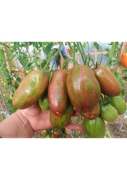 20 Adet Sweet Tooth Domates Tohumu