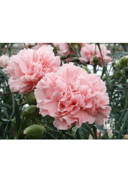 10 Adet La France Pınk Carnatıon Tohumu