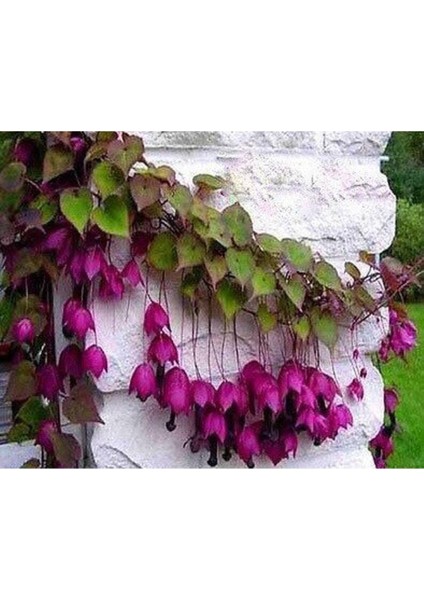 10 Adet Purple Bell Vine Tohumu