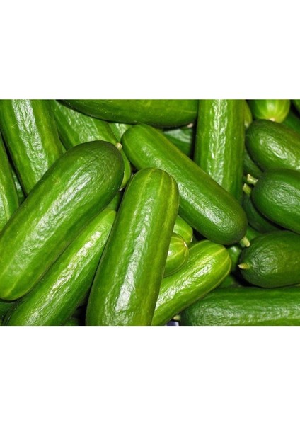 25 Adet Geleneksel Hıyar Tohumu