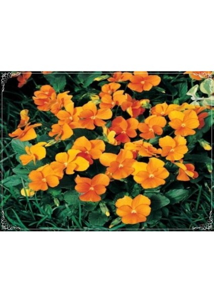 20 Adet Viola Cornuta Chantreyland Tohumu