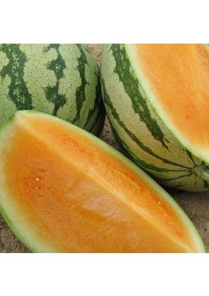 10 Adet Sweet Tendersweet Portakal Karpuz Tohumu