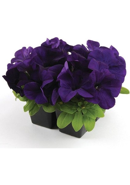 10 Adet Petunia Isabel Tohumu
