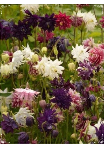 10 Adet Mixed Multicolored Aquilegia Tohumu