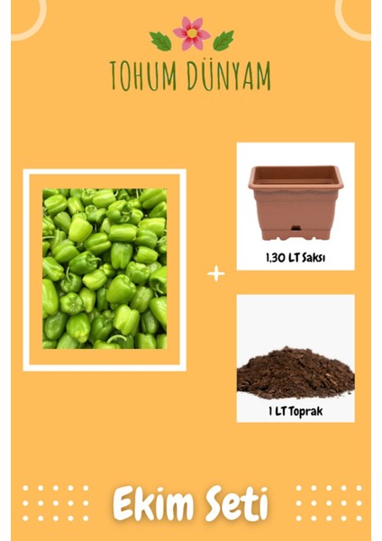 Kandil Dolma Biber Tohumu Ekim Seti