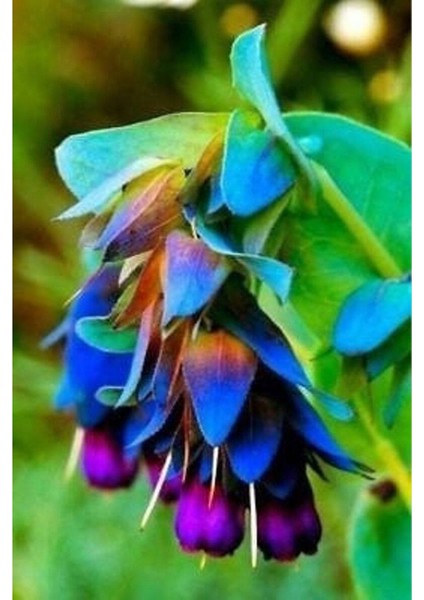10 Adet Cerinthe Major, Pride Of Gibraltar, Honeywort Tohumu