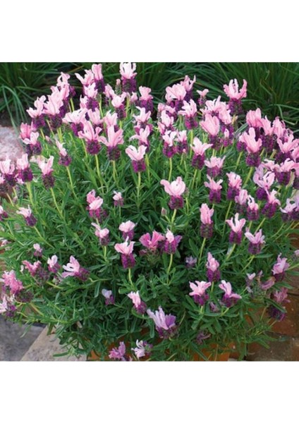 10 Adet Pink Spanish Lavender Tohumu